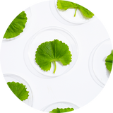 Centella Asiatica